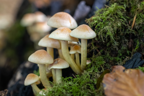 golden-teacher-psilocybe-cubensis-magic-mushrooms-2022-11-19-04-15-51-utc