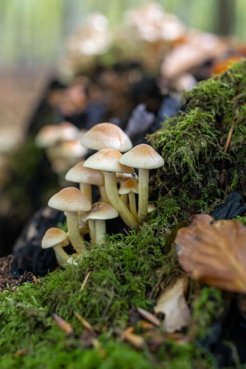 golden-teacher-psilocybe-cubensis-magic-mushrooms-2022-11-19-04-15-51-utc